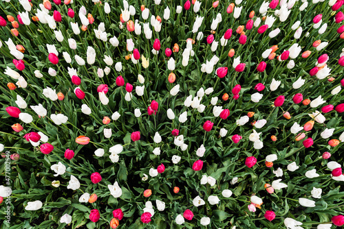 Field of different colors Tulip (Tulipa Lilieae) flowers, taken from above