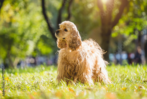 Portrait of cute american cocker spaniel dog at the park.