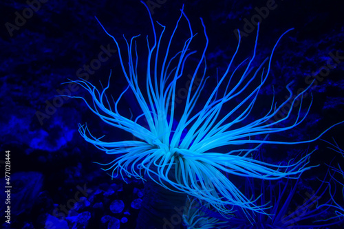 Sea anemone on a coral reef