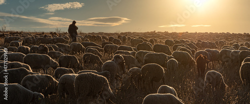 Shepherd and flock of sheep
