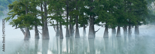  A lake with a grove of swamp cypresses in the morning fog. Tree trunks in close-up and their reflection in the water. Selective focus.