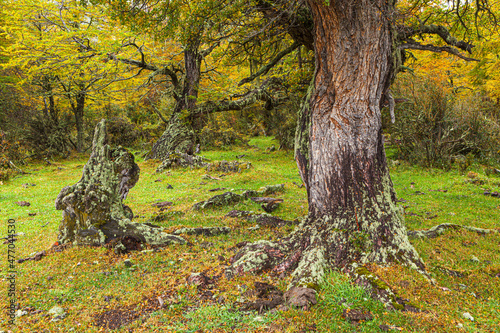 Autumn in a forest in Patagonia with crooked and irregularly shaped Lenga (nothofagus) trees