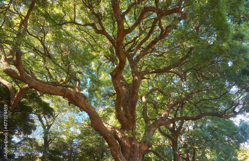 Cinnamomum camphora tree in the Imperial Palace garden. Tokyo. Japan