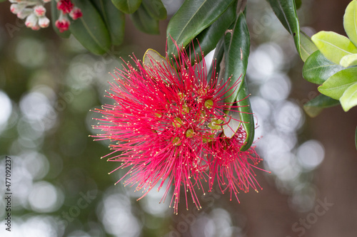 Macro closeup of a Rata Tree Flower, New Zealand