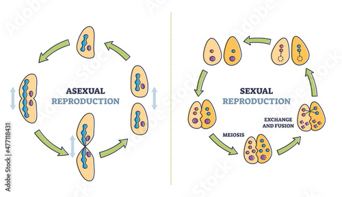 Asexual vs sexual cellular reproduction types comparison outline diagram. Labeled educational meiosis, exchange and fusion process explanation with regeneration and division scheme vector illustration