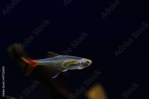 Drobna, pół przeźroczysta ryba akwariowa, zwinnik Filigera (Prionobrama filigera)