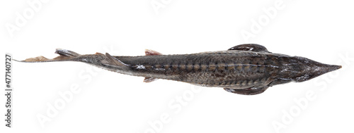 top view of fresh sturgeon fish isolated on white