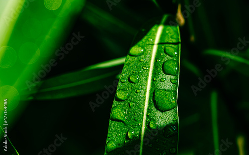 water drops on ficus leaves
