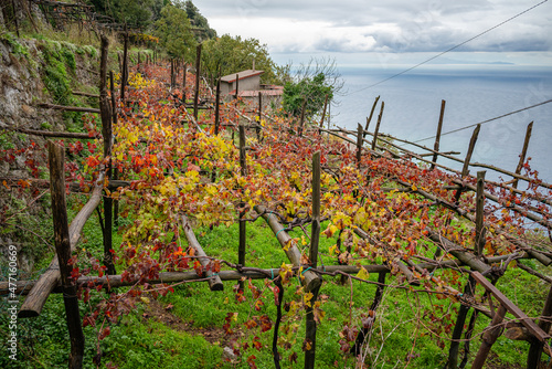 Vineyards near Furore, San Michele, Agerola, Amalfi Coast, Italy, with grapevines in fall colors, red and yellow and green, houses and Tyrrhenian sea in background