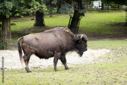 A bison in the Zoo