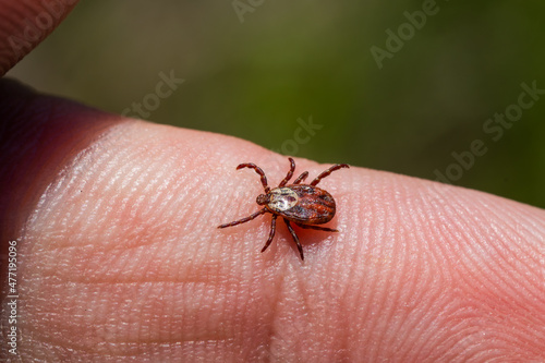 a tick crawls mite on a person's arm 