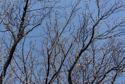 Tulip poplar tree branches against bright blue sky in early spring.