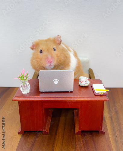 Cute Syrian hamster working on a laptop 