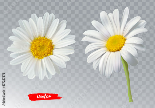 Two chamomile flowers on transparent background. Realistic illustration of daisy flowers.