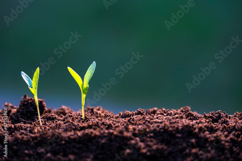 agriculture planting seeding growing in garden green background