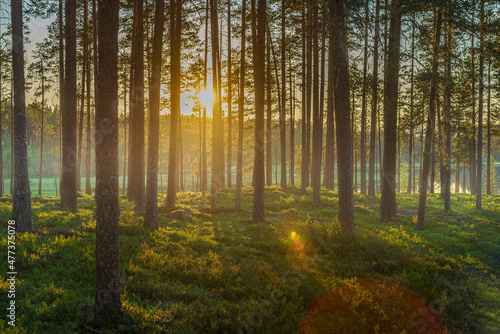 Beautiful pine forest in sunlight and morning mist