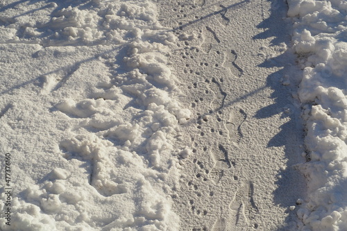 Ludzkie i kocie ślady na zaśnieżonym chodniku 