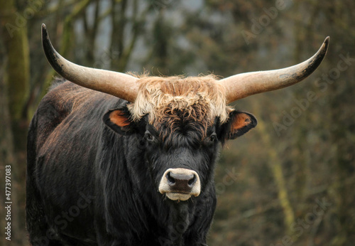 Portrait of an aurochs bull