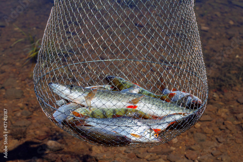 Fishing net with variety of fish including European perch and pike on a river water background.