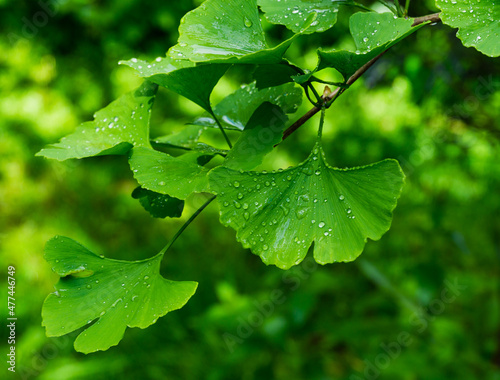 Ginkgo tree (Ginkgo biloba) or gingko with brightly green new leaves after rain against background of blurry foliage. Selective close-up. Fresh wallpaper nature concept. Place for your text