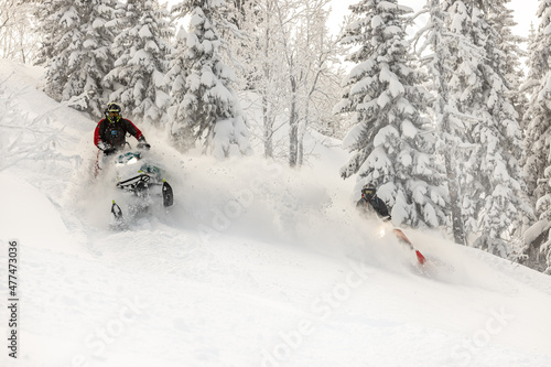 snowmobile. extreme riding on mountain snowmobiles over rough terrain. two snowmobilers are riding high in the mountains after a big snowfall between the Christmas trees. very high quality photos