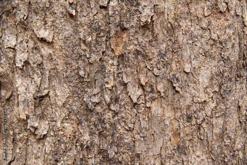 Select focus bark pattern is seamless texture from tree. For background wood work, Bark of brown hardwood, thick bark hardwood, residential house wood. nature, trunk, tree, bark, hardwood, trunk, tree