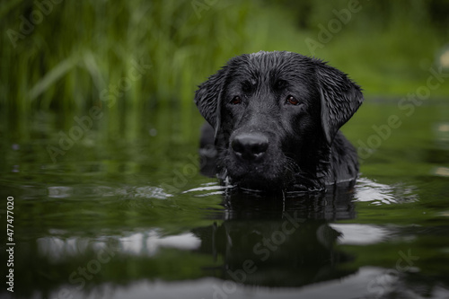 Black Labrador in the river