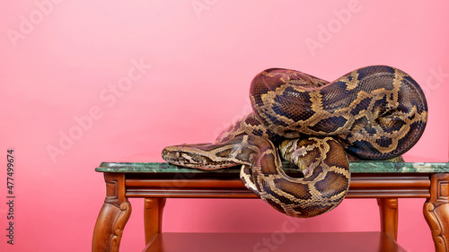 Royal python, boa constrictor on a decorative table. Big snake at home