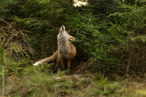 Rotfuchs im Wald