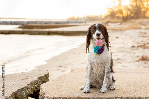 sweet springer spaniel sitting on hetty at beach with tongue out