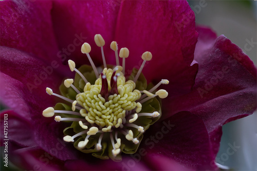 Close-up of pistils and stamen of a purple Christmas rose (Helleborus niger "Pretty Ellen Red")