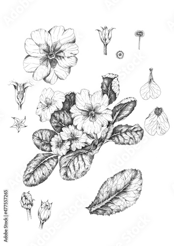 Botanical art drawing of primula primrose flowers, isolated on white background