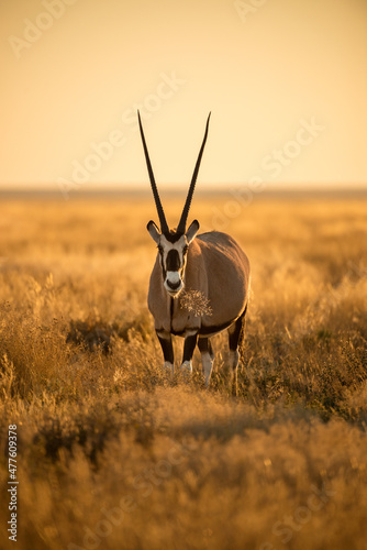 A vertical shot of an oryx grazing in long dry yellow grass, photographed during a golden sunrise in the Etosha National Park, Namibia