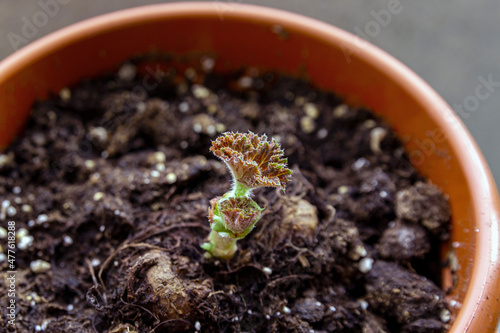 Sprouts and young leaves of tuberous begonia in spring. Home plants, floriculture.