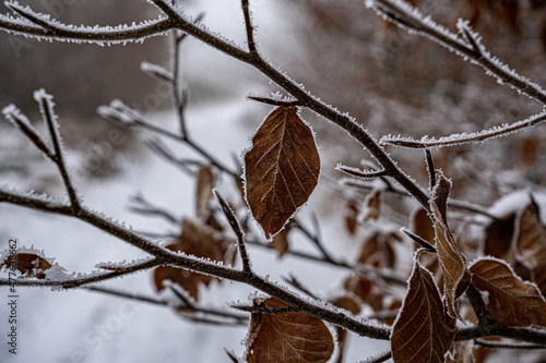 Liść na gałęzi zimą otoczony śniegiem i lodem