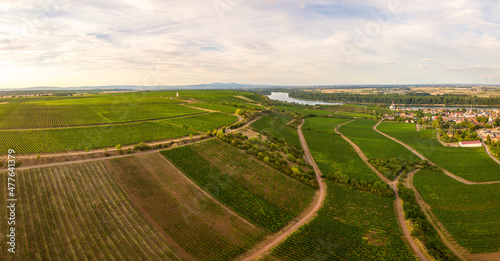 Drohnen Luftaufnahme der Weinberge am Roten Hang bei Nierstein und Oppenheim im Sommer beim Sonnenuntergang, Rheinland-Pfalz Deutschland