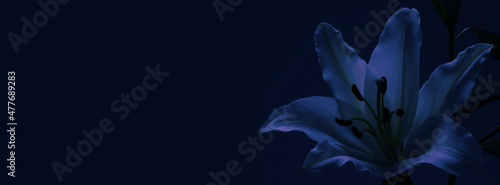 Lily Funeral Wake order of service invitation background banner concept - traditional atmospheric respectful condolences theme deep blue background with space for message 