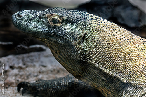 Komodo dragon. Latin name - Varanus komodoensis 