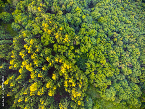 Lush green forest from above
