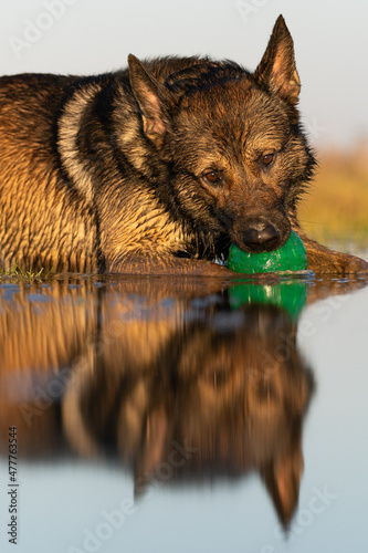 Schäferhund Paco mit Ball spiegelt sich im Wasser