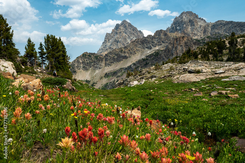 Wildflower Season in Grand Teton National Park