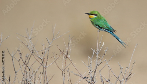 Swallow-tailed Bee-eater in the Kgalagadi