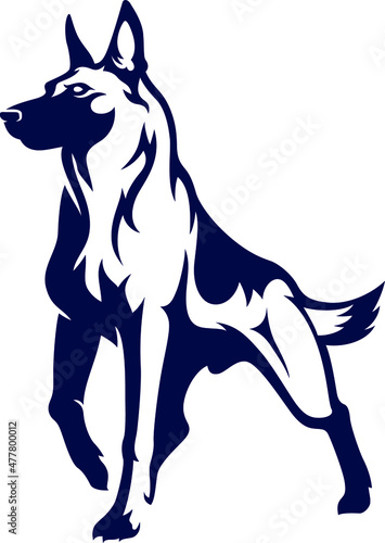 Confident Belgian Malinois (Shepherd) Dog 