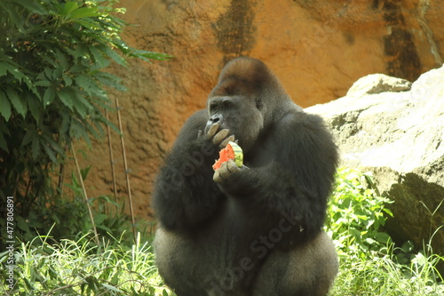 A gorilla eating a watermelon.