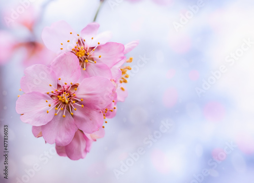 Almond blossom. Soft focus. Blooming almond flowers on branches in a beautiful garden. Abstract blurred background. Nature scene on a sunny Easter day.