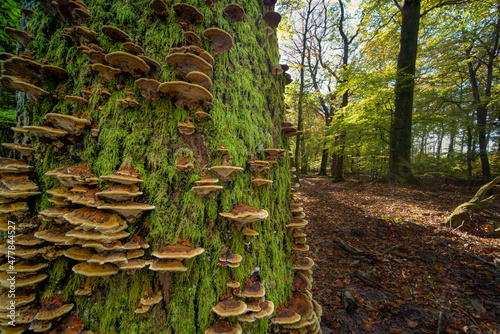 Old tree in a forest covered with moss mushrooms