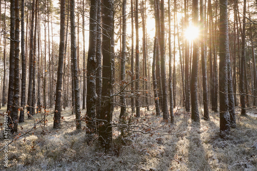 leśna zimowa ścieżka i promienie słoneczne