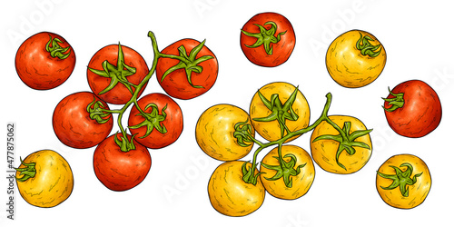 Tomato sketch vector illustration. Tomatoes harvest. Red and yellow cherry tomato from farmers market. Fresh organic vegetables.