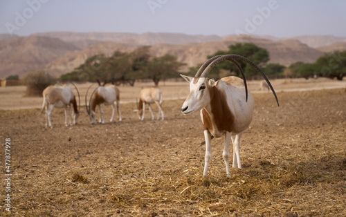 Scimitar-horned oryxes in Hay-Bar Yotvata Nature Reserve, a breeding and rehabilitation center for endangered extinct animals mentioned in the Bible. A critically endangered species of antelope. 