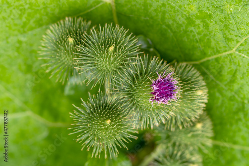 Burdock flowers on an emerald green background. Topic: medicinal plants, raw materials for manufacture of hair care burdock root oil extract. Lat. Arctium